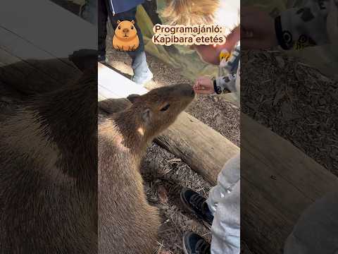 Kapibara etetés és simogatás #programajánló #gyerekek #kapibara #capybara