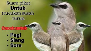 Download lagu Suara pikat Trucukan Kejepit Ampuh Untuk Suara Pikat trucukan yang susah Turun ocok semua Medan area mp3 Download lagu Suara pikat Trucukan Kejepit Ampuh Untuk Suara Pikat trucukan yang susah Turun ocok semua Medan area mp3