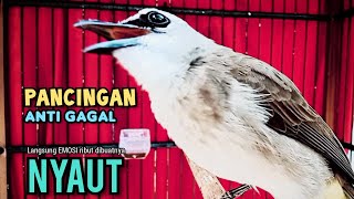 Download lagu TRUCUK BETINA Memanggil lawan, pancingan trucuk cepat BUNYI GACOR NGALAS  mp3
