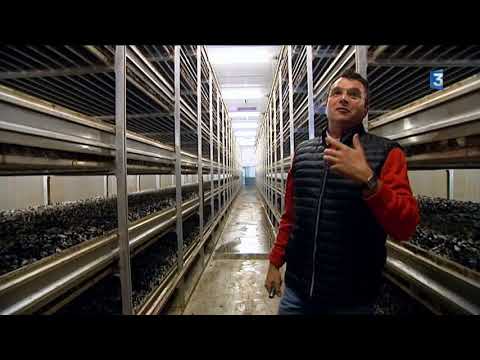 A Creully, les champignons de Normandie tirent leur épingle du jeu