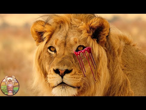 Voici ce que Fait un Lion Quand il Est Banni de sa Tribu