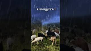 Download lagu Bakari lover 🐏 nature beautiful 😍 mp3 Download lagu Bakari lover 🐏 nature beautiful 😍 mp3