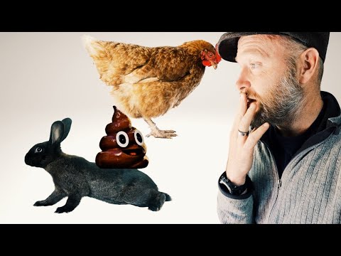 YouTube video about: Can chickens eat rabbit poop?