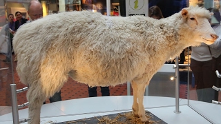 Cloning ethics still murky 20 years after Dolly