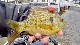 BIG Bluegill Catch and Cook! Fishing for BIG Bluegills for Dinner!