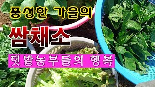 [텃밭농부 1,722]  텃밭농부만이 누리는 특권. 풍성한 가을 쌈채소 수확.