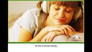 The Human Brain  Grade 11