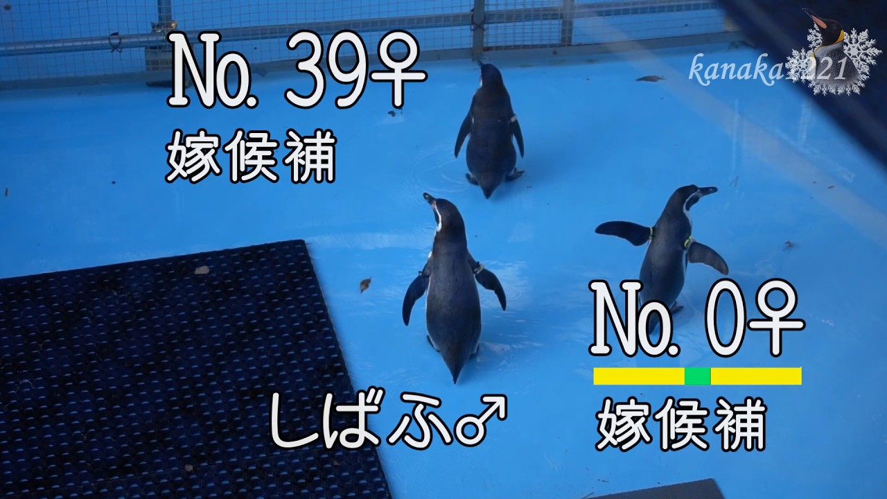 浜松市動物園 ”しばふ” は、お見合い中！-Matchmaking💞