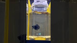 Download lagu Harga ikan cupang sampe 220 juta?! Simak videonya! #fishkinian #ikancupang #bettafish #ikanhias mp3 Download lagu Harga ikan cupang sampe 220 juta?! Simak videonya! #fishkinian #ikancupang #bettafish #ikanhias mp3