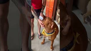 Download lagu 5 signs your dog is saying “I love you” 🥰 #rescuedog mp3