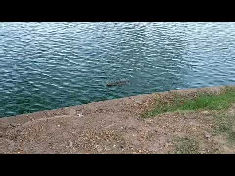 Flano is Trippin in Bangkok Thailand. Swimming Monitor Lizards. 27/03/20