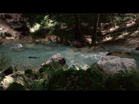 The Forest (Clip 'River')