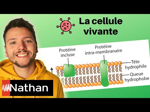 [exercice] La cellule vivante : analyse de document - Enseignement Scientifique - Première