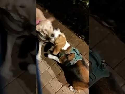 bigal v/s labrador 🐕🤣