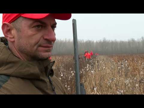 Vanatoare de fazani si rate in Ungaria - PE URMELE PRAZII