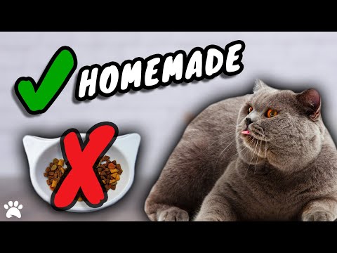 The Benefits Of Homemade Cat Food