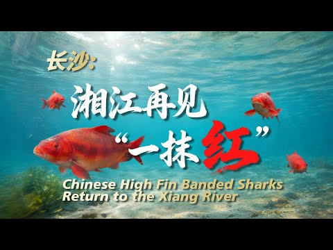 Changsha: Chinese High Fin Banded Sharks Return to the Xiang River