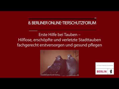 , title : '8. Berliner Online-Tierschutzforum: Erste Hilfe für Stadttauben – Vortrag von Dr. Doris Quinten'