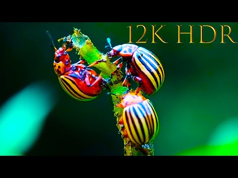 BEAUTIFUL INSECTS ULTRA HD 12K HDR with wonderful colors of nature (color animation)