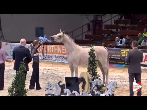 N.93 HASSAN B - Wels 2015 - Stallions 11 years old (Class 14)