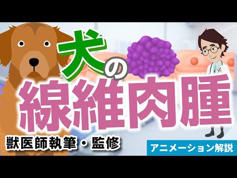 猫の線維肉腫 - 症状、原因、治療