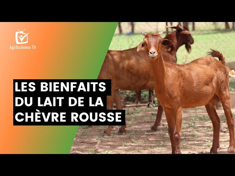 , title : 'Burkina Faso :  Les bienfaits du lait de la chèvre rousse'