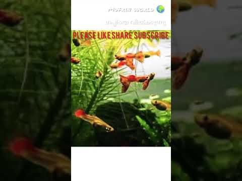 ഗപ്പികളെ ഇങ്ങനെ ഒന്ന് വളർത്തി  നോക്കു.  ഗപ്പിയെ  വിൽക്കുന്നു  കോൺടാക്ട്   7994852168