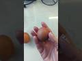 Tiny Egg From My Junior Golden Sex Link This Is Her Second Egg Backyardchickens