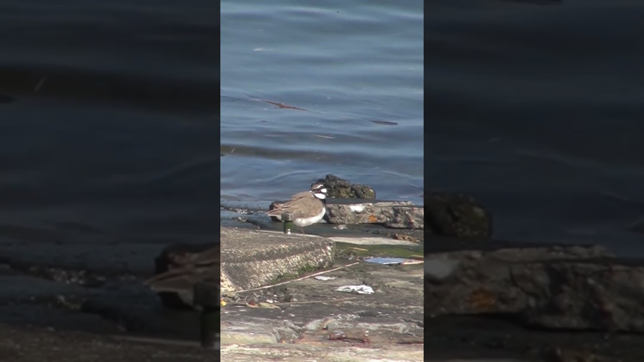 コチドリかな？