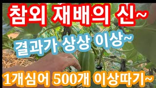 참외 농사의 신 결과가 상상이상 입니다  1주심어 500개이상 따기~참외순치는법,몬,재배방법,순치기,키우기,…