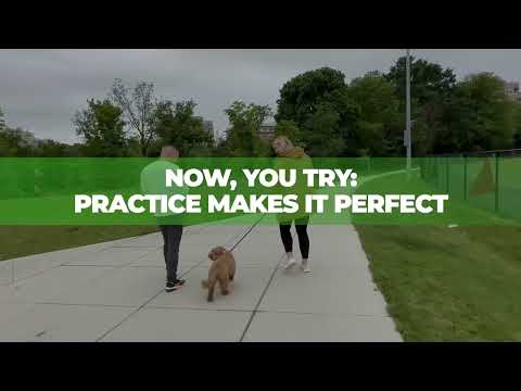 Dog Genius Daycare and Board & Train video.