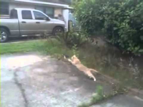 Epic Cat Long Jump in Slow Motion