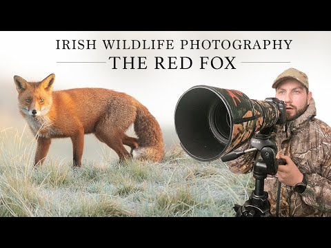 The Red Fox - Irish Wildlife Photography (Sigma 150-600mm C) (Nikon D7500)