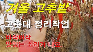 한달 말린 고춧대에서 바삭바삭 맛있는 소리가