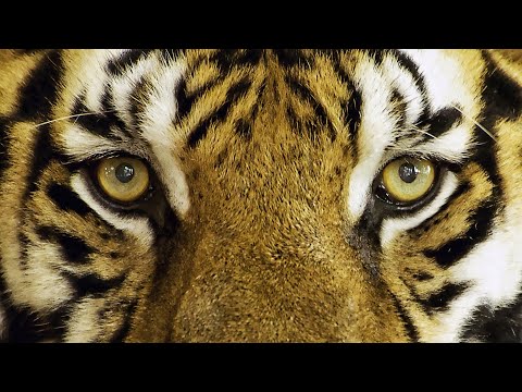 Teach Me Tiger - April Stevens