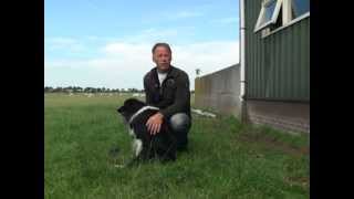 preview picture of video 'Eric Groot geeft schapendrijven demonstratie in Opmeer'