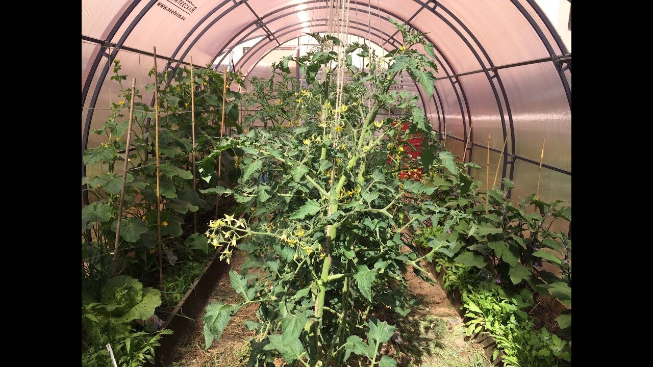 ВЫРАЩИВАНИЕ ПОМИДОРОВ И ОГУРЦОВ В ОДНОЙ ТЕПЛИЦЕ