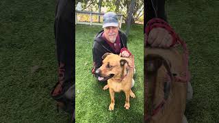 Video preview image #1 Chow Chow-Unknown Mix Puppy For Sale in Pasadena, CA, USA