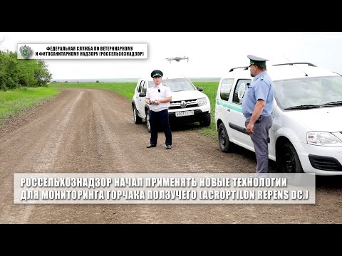 Россельхознадзор начал применять новые технологии для мониторинга горчака ползучего (Acroptilon repens DC.)