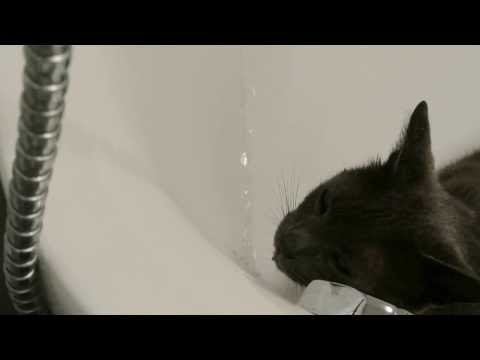 Cat Drinking Water from the Bathtub Faucet