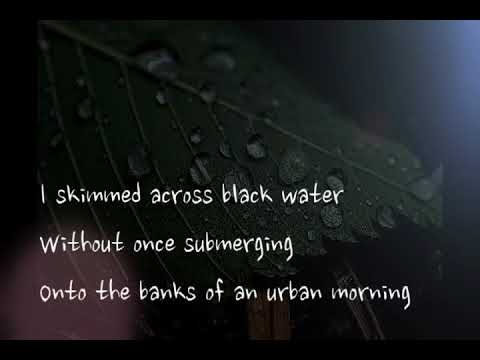 Bright blue rose  /Mary  Black