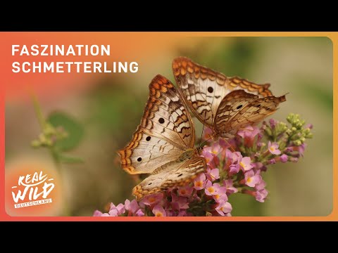 Schmetterlinge: 2.500 Kilometer Reise! Unglaubliche Einblicke