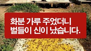 봄에 벌화분 선별하면서 모아 둔 화분가루는 무밀기에 벌에게 줍니다.