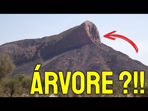 GIANT TREES OF THE PAST: THE MISSING EVIDENCE?!!!