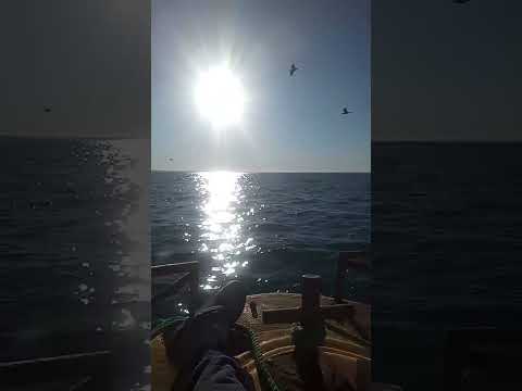 febrero #2026#argentina #america#mundo #navegar #langostinos san Antonio oeste rio negro Patagonia🇦🇷