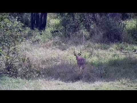 Djuma: Impala ram across the dam shallow end - 10:10 - 04/23/2022