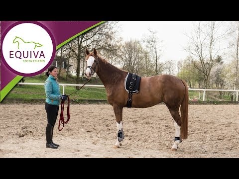 Richtig longieren - Vorbereitung für Pferd und Reiter