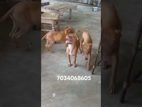 Top quality pitbull puppy for sale in kerala at low price|#pets #petloversclub #petlover #doglover