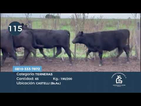 Lote HEMBRAS - Castelli Bs As