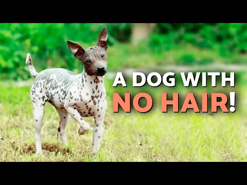 Meet the Legendary PERUVIAN HAIRLESS DOG 🐶 - Ancient Dog Breed with NO FUR!